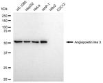 ANGPTL3 Antibody in Western Blot (WB)