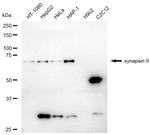 Synapsin II Antibody in Western Blot (WB)