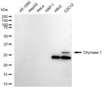 Mast Cell Chymase Antibody in Western Blot (WB)