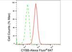 NOX2 Antibody in Flow Cytometry (Flow)