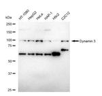 Dynamin 3 Antibody in Western Blot (WB)