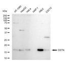 Destrin Antibody in Western Blot (WB)