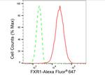 FXR1 Antibody in Flow Cytometry (Flow)