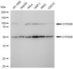 CYP2D6 Antibody in Western Blot (WB)