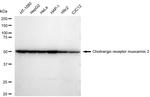 CHRM2 Antibody in Western Blot (WB)