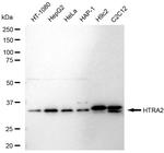 HTRA2 Antibody in Western Blot (WB)