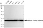 IL1RA Antibody in Western Blot (WB)