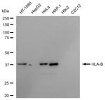 HLA-B Antibody in Western Blot (WB)