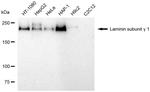 Laminin gamma-1 Antibody in Western Blot (WB)