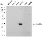 LIN28A Antibody in Western Blot (WB)