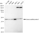 HOMER1 Antibody in Western Blot (WB)