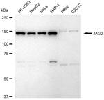 Jagged 2 Antibody in Western Blot (WB)