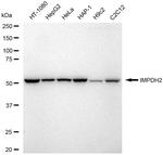 IMPDH2 Antibody in Western Blot (WB)