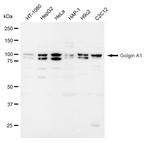 Golgin-97 Antibody in Western Blot (WB)