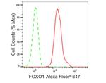 FOXO1 Antibody in Flow Cytometry (Flow)