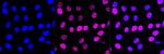 SIRT6 Antibody in Immunocytochemistry (ICC/IF)