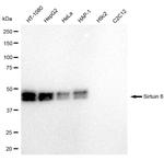 SIRT6 Antibody in Western Blot (WB)