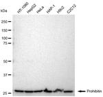 Prohibitin Antibody in Western Blot (WB)