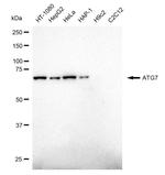 ATG7 Antibody in Western Blot (WB)