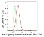 Cyclophilin B Antibody in Flow Cytometry (Flow)