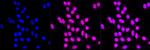 DJ-1 Antibody in Immunocytochemistry (ICC/IF)