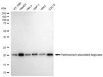 DJ-1 Antibody in Western Blot (WB)