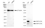 LC3A Antibody