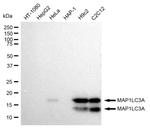 LC3A Antibody in Western Blot (WB)