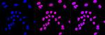 14-3-3 gamma Antibody in Immunocytochemistry (ICC/IF)