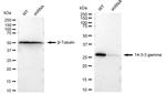 14-3-3 gamma Antibody