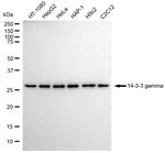 14-3-3 gamma Antibody in Western Blot (WB)