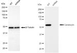 Calreticulin Antibody