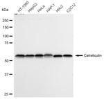 Calreticulin Antibody in Western Blot (WB)