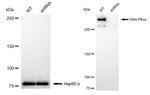 DNA-PK Antibody