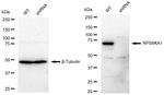 RSK1 Antibody