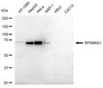 RSK1 Antibody in Western Blot (WB)