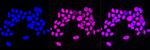 HAT1 Antibody in Immunocytochemistry (ICC/IF)