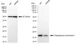 Cyclophilin F Antibody