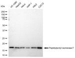 Cyclophilin F Antibody in Western Blot (WB)