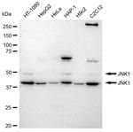 JNK1 Antibody in Western Blot (WB)