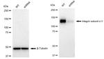 CD51 Antibody