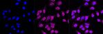 JAK1 Antibody in Immunocytochemistry (ICC/IF)