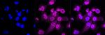 Caspase 3 Antibody in Immunocytochemistry (ICC/IF)