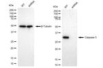 Caspase 3 Antibody