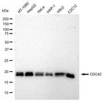 Cdc42 Antibody in Western Blot (WB)