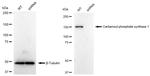 CPS1 Antibody