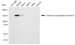 CPS1 Antibody in Western Blot (WB)