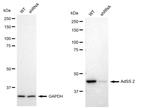 ADSS Antibody