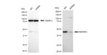 MEK1 Antibody