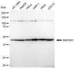 MEK1 Antibody in Western Blot (WB)